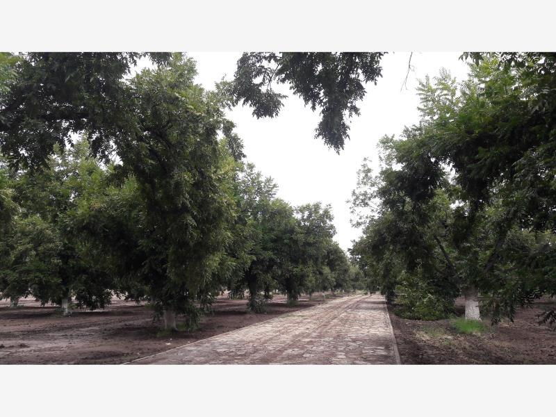 TERRENOS CAMPESTRES EN VENTA EN GOMEZ PALACIO DGO.