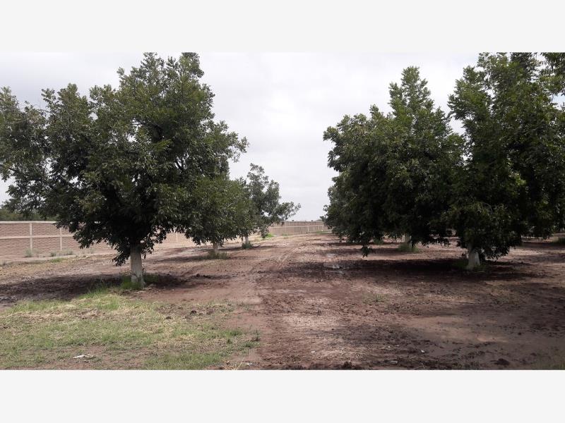 TERRENOS CAMPESTRE EN VENTA EN GOMEZ PALACIO DGO.
