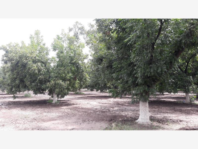TERRENOS CAMPESTRES EN VENTA EN GOMEZ PALACIO DGO.